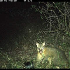 Trichosurus vulpecula (Common Brushtail Possum) at Copmanhurst, NSW - 28 Oct 2024 by MazzV