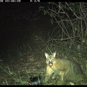 Trichosurus vulpecula (Common Brushtail Possum) at Copmanhurst, NSW - 28 Oct 2024 by MazzV