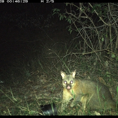Trichosurus vulpecula (Common Brushtail Possum) at Copmanhurst, NSW - 28 Oct 2024 by MazzV