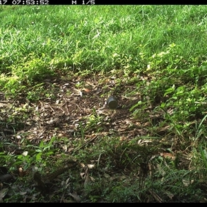 Pogona barbata (Eastern Bearded Dragon) at Tullymorgan, NSW - 17 Oct 2024 by Tullymorgan1