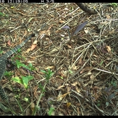 Varanus varius (Lace Monitor) at Copmanhurst, NSW - 18 Nov 2024 by MazzV