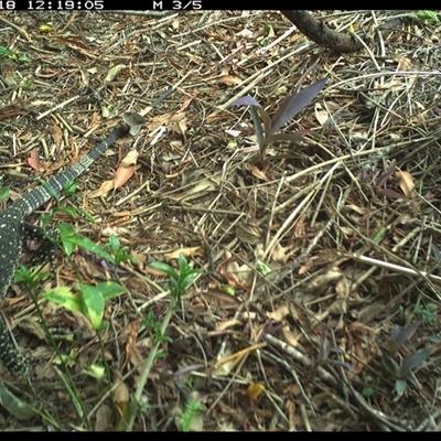 Varanus varius (Lace Monitor) at Copmanhurst, NSW - 18 Nov 2024 by MazzV