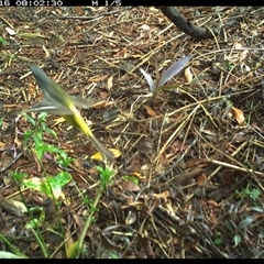 Eopsaltria australis (Eastern Yellow Robin) at Copmanhurst, NSW - 16 Nov 2024 by MazzV