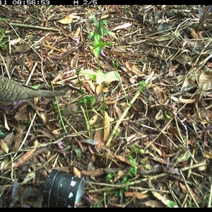 Geopelia humeralis (Bar-shouldered Dove) at Copmanhurst, NSW - 11 Nov 2024 by MazzV