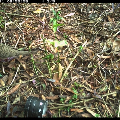 Geopelia humeralis (Bar-shouldered Dove) at Copmanhurst, NSW - 11 Nov 2024 by MazzV