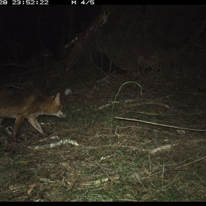 Vulpes vulpes (Red Fox) at Tullymorgan, NSW - 28 Oct 2024 by Tullymorgan1