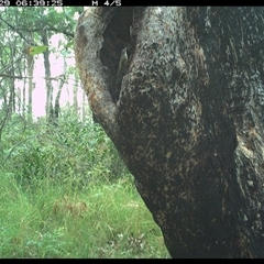 Cormobates leucophaea (White-throated Treecreeper) at Copmanhurst, NSW - 29 Nov 2024 by MazzV