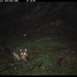 Trichosurus caninus (Mountain Brushtail Possum) at Tullymorgan, NSW - 14 Nov 2024 by Tullymorgan1