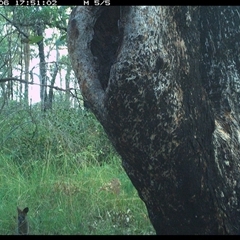 Wallabia bicolor (Swamp Wallaby) at Copmanhurst, NSW - 6 Dec 2024 by MazzV