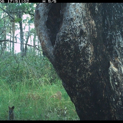 Wallabia bicolor (Swamp Wallaby) at Copmanhurst, NSW - 6 Dec 2024 by MazzV