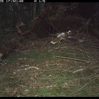 Dacelo novaeguineae (Laughing Kookaburra) at Tullymorgan, NSW - 29 Oct 2024 by Tullymorgan1