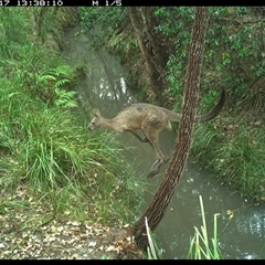 Macropus giganteus (Eastern Grey Kangaroo) at Copmanhurst, NSW - 17 Dec 2024 by MazzV