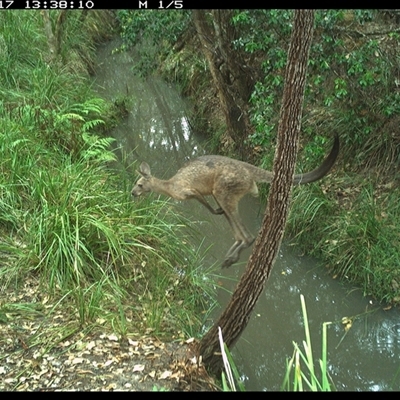 Macropus giganteus (Eastern Grey Kangaroo) at Copmanhurst, NSW - 17 Dec 2024 by MazzV