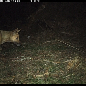 Canis lupus (Dingo / Wild Dog) at Tullymorgan, NSW - 5 Nov 2024 by Tullymorgan1