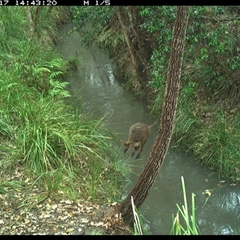 Wallabia bicolor (Swamp Wallaby) at Copmanhurst, NSW - 17 Dec 2024 by MazzV