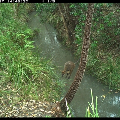 Wallabia bicolor (Swamp Wallaby) at Copmanhurst, NSW - 17 Dec 2024 by MazzV