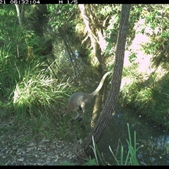 Notamacropus rufogriseus (Red-necked Wallaby) at Copmanhurst, NSW - 21 Dec 2024 by MazzV