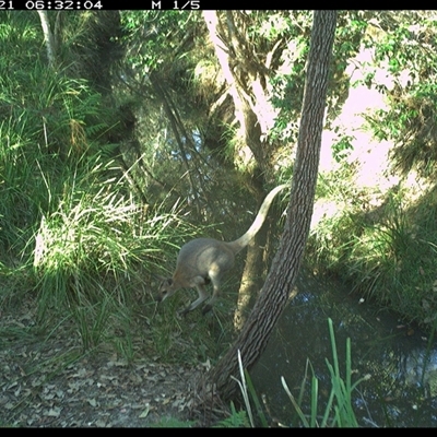 Notamacropus rufogriseus (Red-necked Wallaby) at Copmanhurst, NSW - 21 Dec 2024 by MazzV