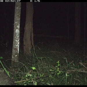 Trichosurus vulpecula (Common Brushtail Possum) at Tullymorgan, NSW - 8 Dec 2024 by Tullymorgan1