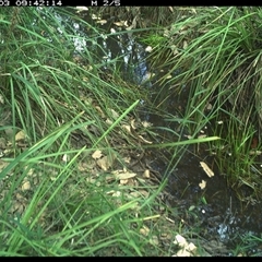 Varanus varius (Lace Monitor) at Copmanhurst, NSW - 3 Jan 2025 by MazzV