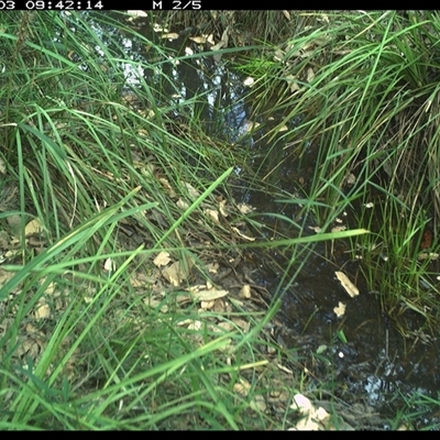 Varanus varius (Lace Monitor) at Copmanhurst, NSW - 3 Jan 2025 by MazzV