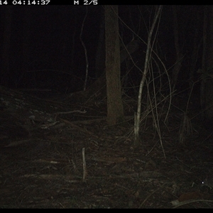 Perameles nasuta at Tullymorgan, NSW - 14 Jan 2025 04:14 AM