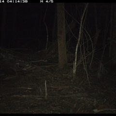 Perameles nasuta at Tullymorgan, NSW - 14 Jan 2025 04:14 AM