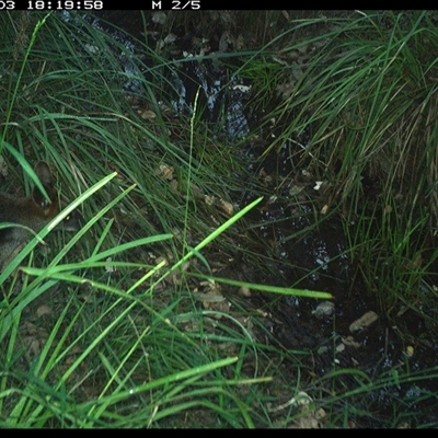 Wallabia bicolor (Swamp Wallaby) at Copmanhurst, NSW - 3 Jan 2025 by MazzV