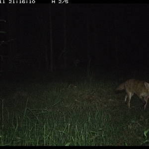Vulpes vulpes (Red Fox) at Tullymorgan, NSW - 11 Dec 2024 by Tullymorgan1