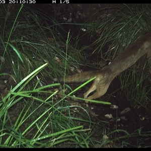 Vulpes vulpes (Red Fox) at Copmanhurst, NSW - 3 Jan 2025 by MazzV