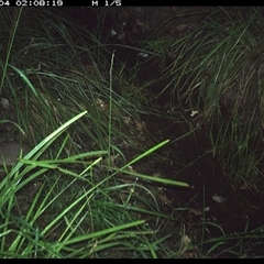Isoodon macrourus (Northern Brown Bandicoot) at Copmanhurst, NSW - 4 Jan 2025 by MazzV