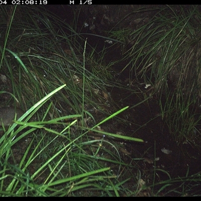 Isoodon macrourus (Northern Brown Bandicoot) at Copmanhurst, NSW - 4 Jan 2025 by MazzV