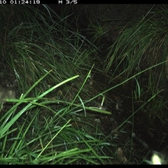 Perameles nasuta (Long-nosed Bandicoot) at Copmanhurst, NSW - 10 Jan 2025 by MazzV