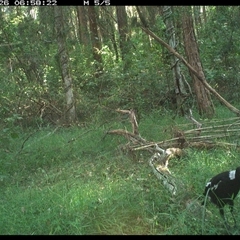 Gymnorhina tibicen (Australian Magpie) at Tullymorgan, NSW - 26 Dec 2024 by Tullymorgan1