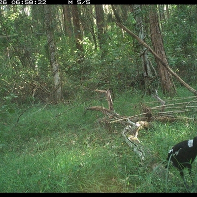 Gymnorhina tibicen (Australian Magpie) at Tullymorgan, NSW - 26 Dec 2024 by Tullymorgan1