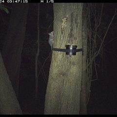 Phascogale tapoatafa (Brush-tailed Phascogale) at Shark Creek, NSW - 24 Oct 2024 by Topwood