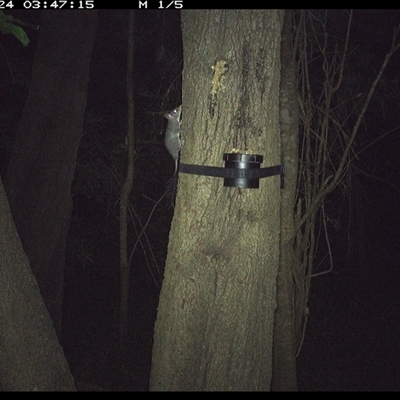 Phascogale tapoatafa (Brush-tailed Phascogale) at Shark Creek, NSW - 24 Oct 2024 by Topwood