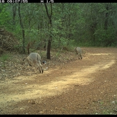 Notamacropus rufogriseus (Red-necked Wallaby) at Copmanhurst, NSW - 18 Jan 2025 by MazzV