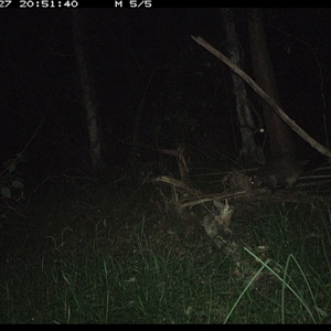 Trichosurus caninus (Mountain Brushtail Possum) at Tullymorgan, NSW - 27 Dec 2024 by Tullymorgan1