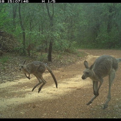 Macropus giganteus (Eastern Grey Kangaroo) at Copmanhurst, NSW - 18 Jan 2025 by MazzV