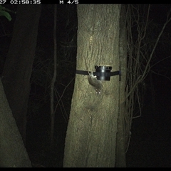 Rattus fuscipes (Bush Rat) at Shark Creek, NSW - 27 Oct 2024 by Topwood