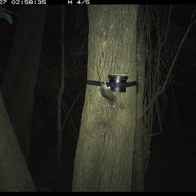 Rattus fuscipes (Bush Rat) at Shark Creek, NSW - 27 Oct 2024 by Topwood
