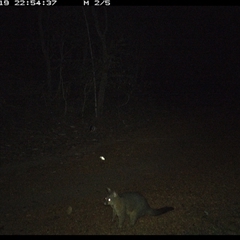 Trichosurus vulpecula (Common Brushtail Possum) at Copmanhurst, NSW - 19 Jan 2025 by MazzV