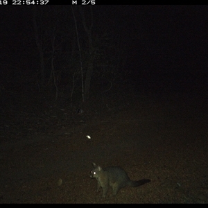 Trichosurus vulpecula (Common Brushtail Possum) at Copmanhurst, NSW - 19 Jan 2025 by MazzV