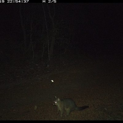 Trichosurus vulpecula (Common Brushtail Possum) at Copmanhurst, NSW - 19 Jan 2025 by MazzV