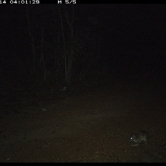 Perameles nasuta (Long-nosed Bandicoot) at Copmanhurst, NSW - 14 Jan 2025 by MazzV