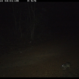 Perameles nasuta at Copmanhurst, NSW - 14 Jan 2025 04:01 AM