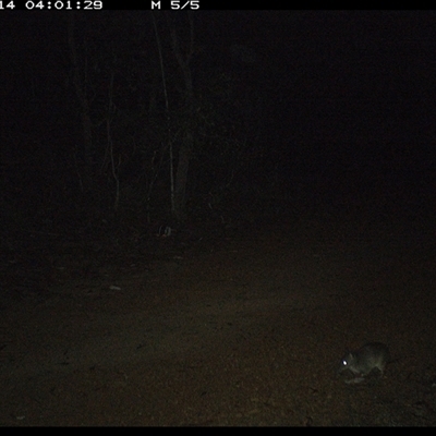 Perameles nasuta (Long-nosed Bandicoot) at Copmanhurst, NSW - 14 Jan 2025 by MazzV