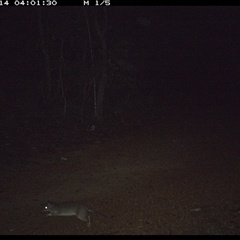 Perameles nasuta at Copmanhurst, NSW - 14 Jan 2025 04:01 AM