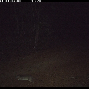 Perameles nasuta at Copmanhurst, NSW - 14 Jan 2025 04:01 AM